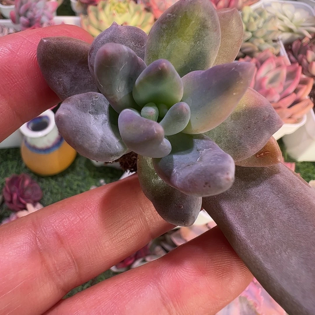 杰***龟多肉植物多肉植物