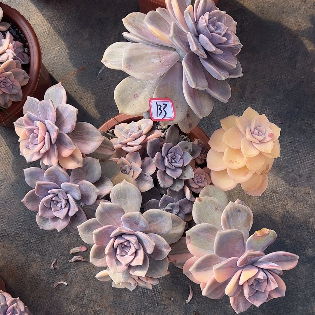 133号紫乐锦，一物一拍