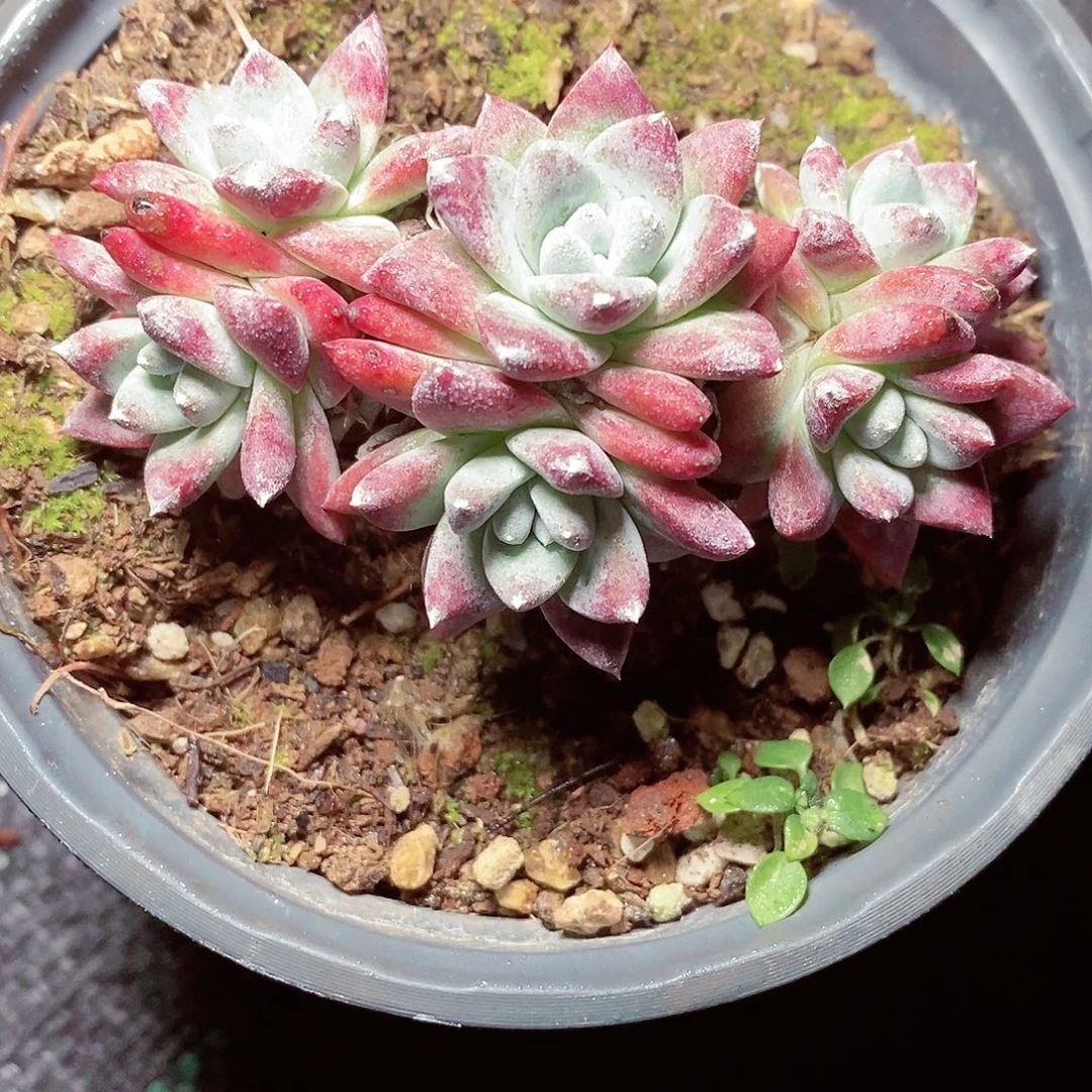 【闪购商品】哈哈哈哈初霜拇指多肉1625