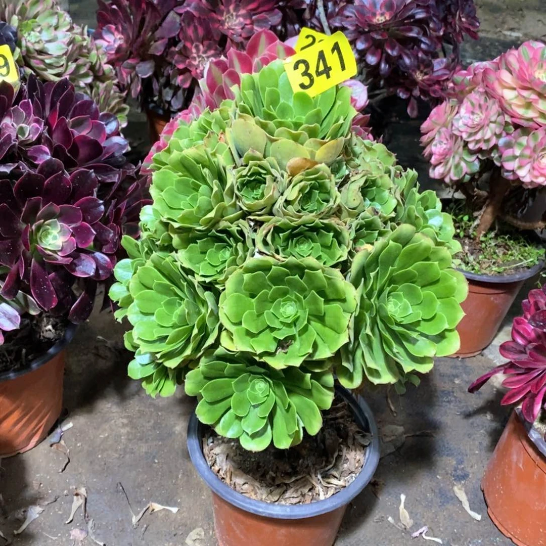 绿羊绒多肉法师341
