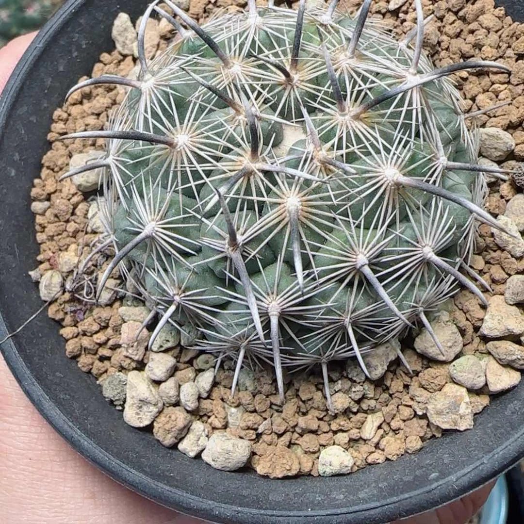 已*置528实生凤舞多肉