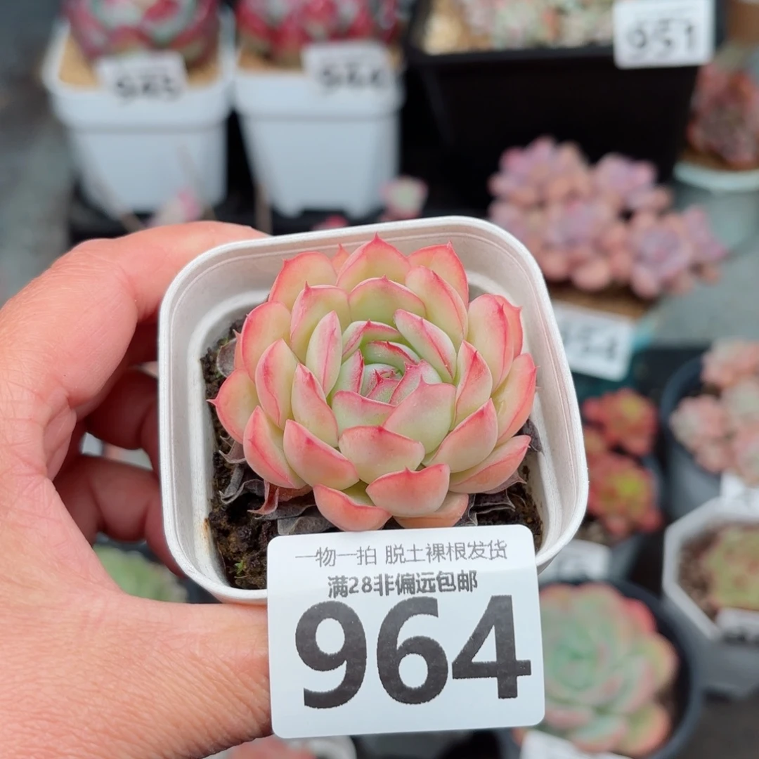 草莓冰无盆土发货