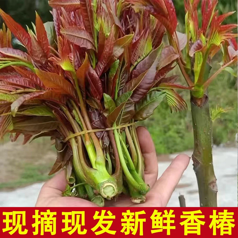 贵州开阳高山露天椿菜(香椿芽)
