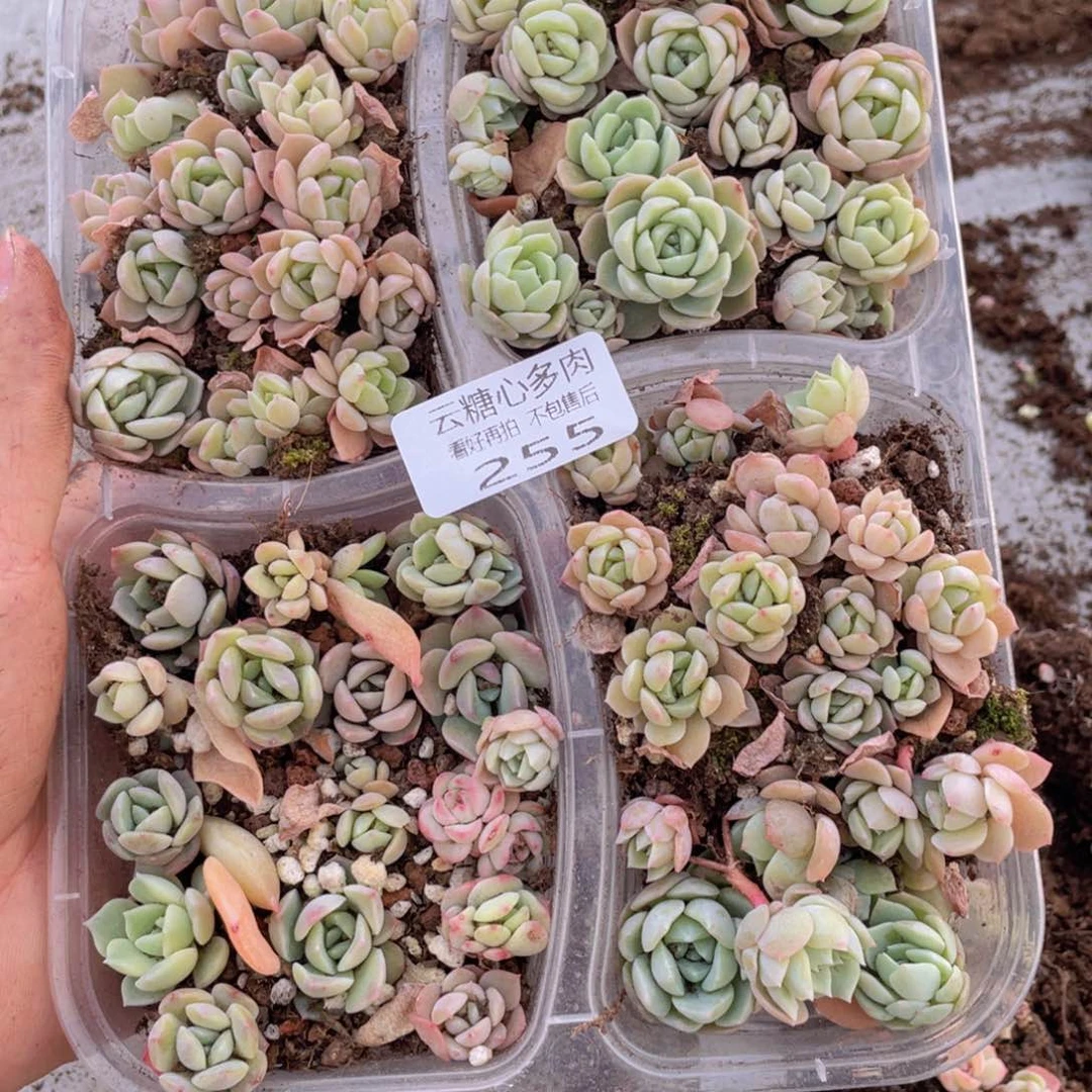 云糖心多肉植物255