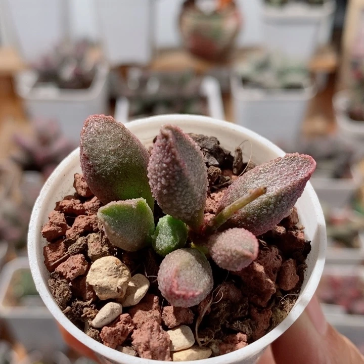 哈默翡翠水泡多肉植物