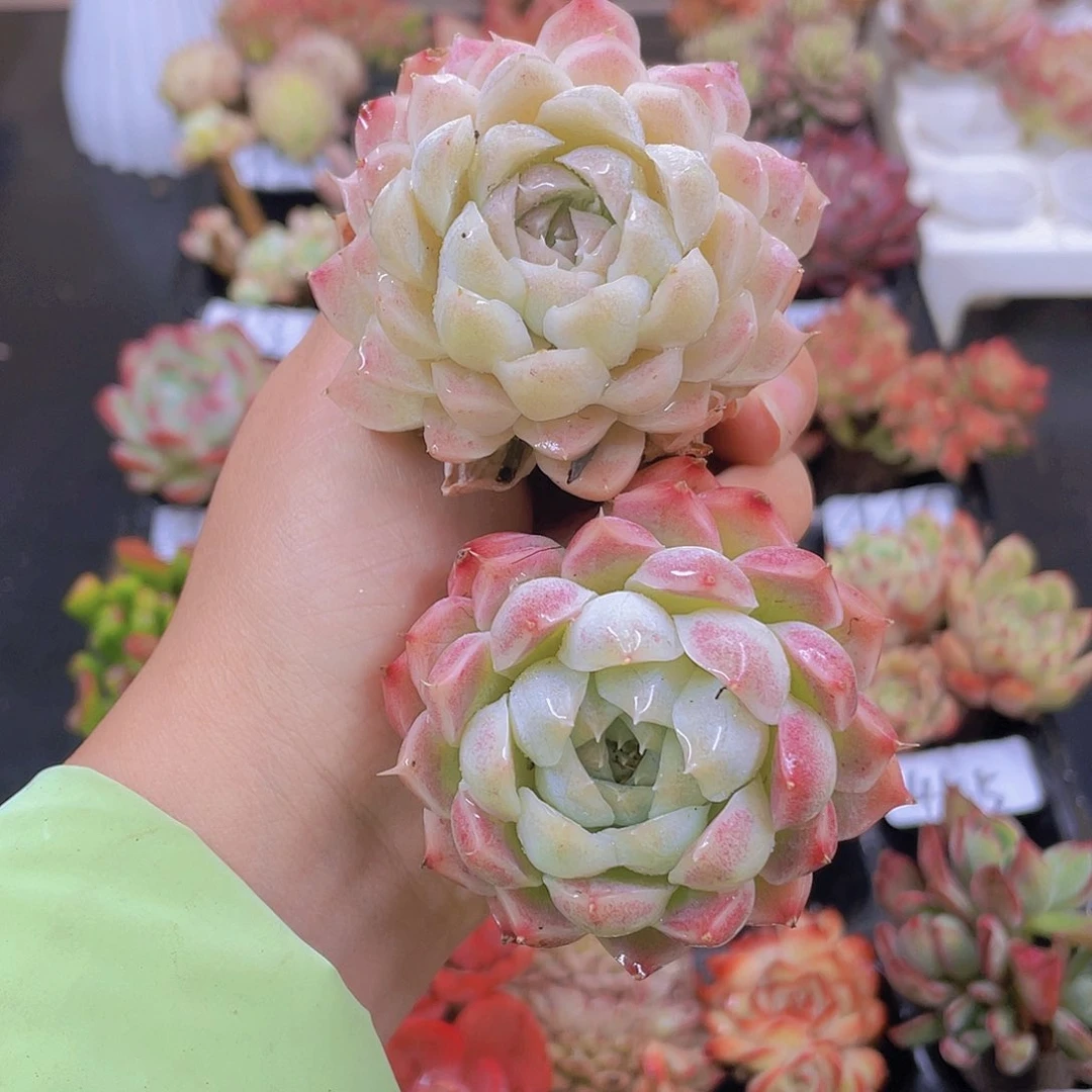 多肉无土栽培多肉植物