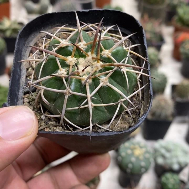 圆盘玉特价福利特价