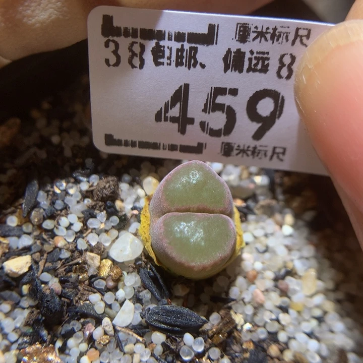Sss精品生石花459