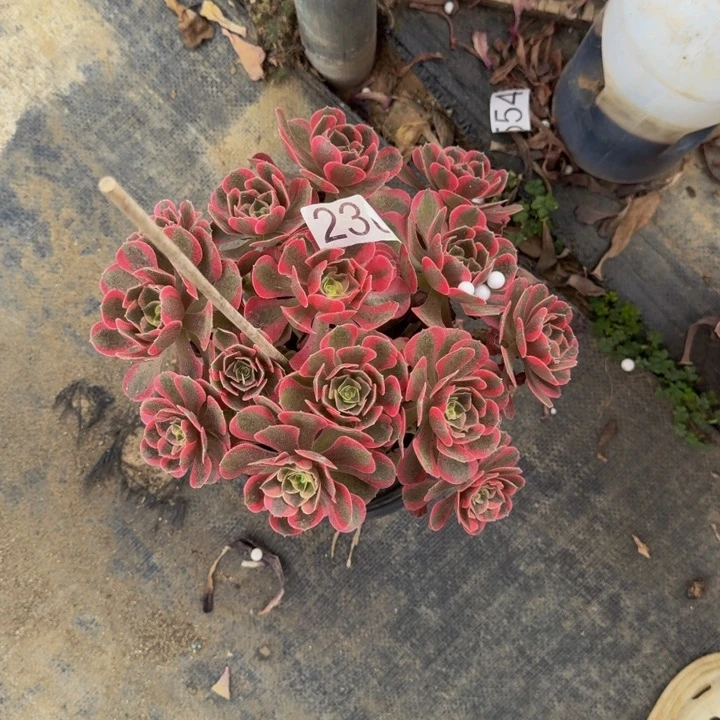 00000000230女巫0000