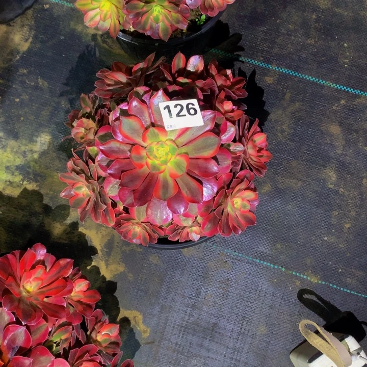 简***无花朵美杜莎12600000