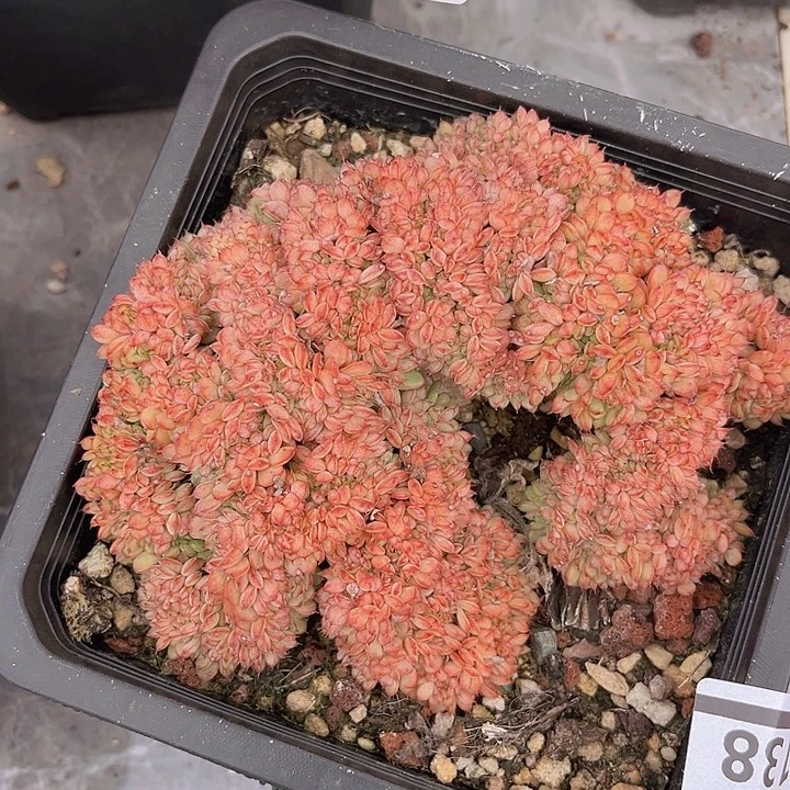 粉姬莲缀25138多肉植物