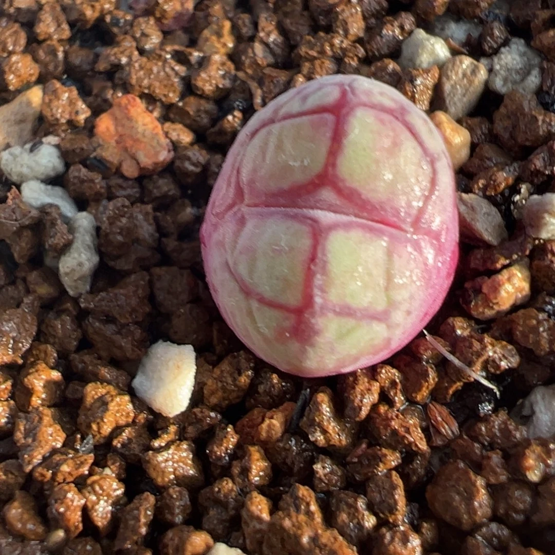 八重亘基猴母本带盆多肉