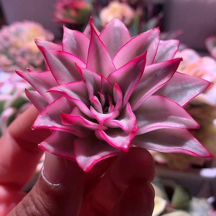 吉赛尔腹轮锦锦锦