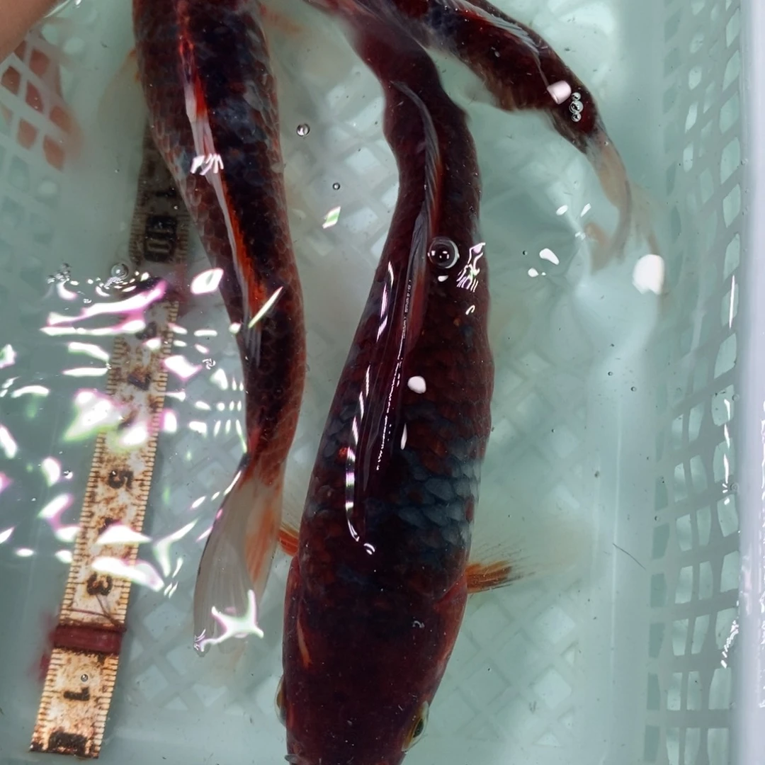 锦鲤冷水锦鲤包邮