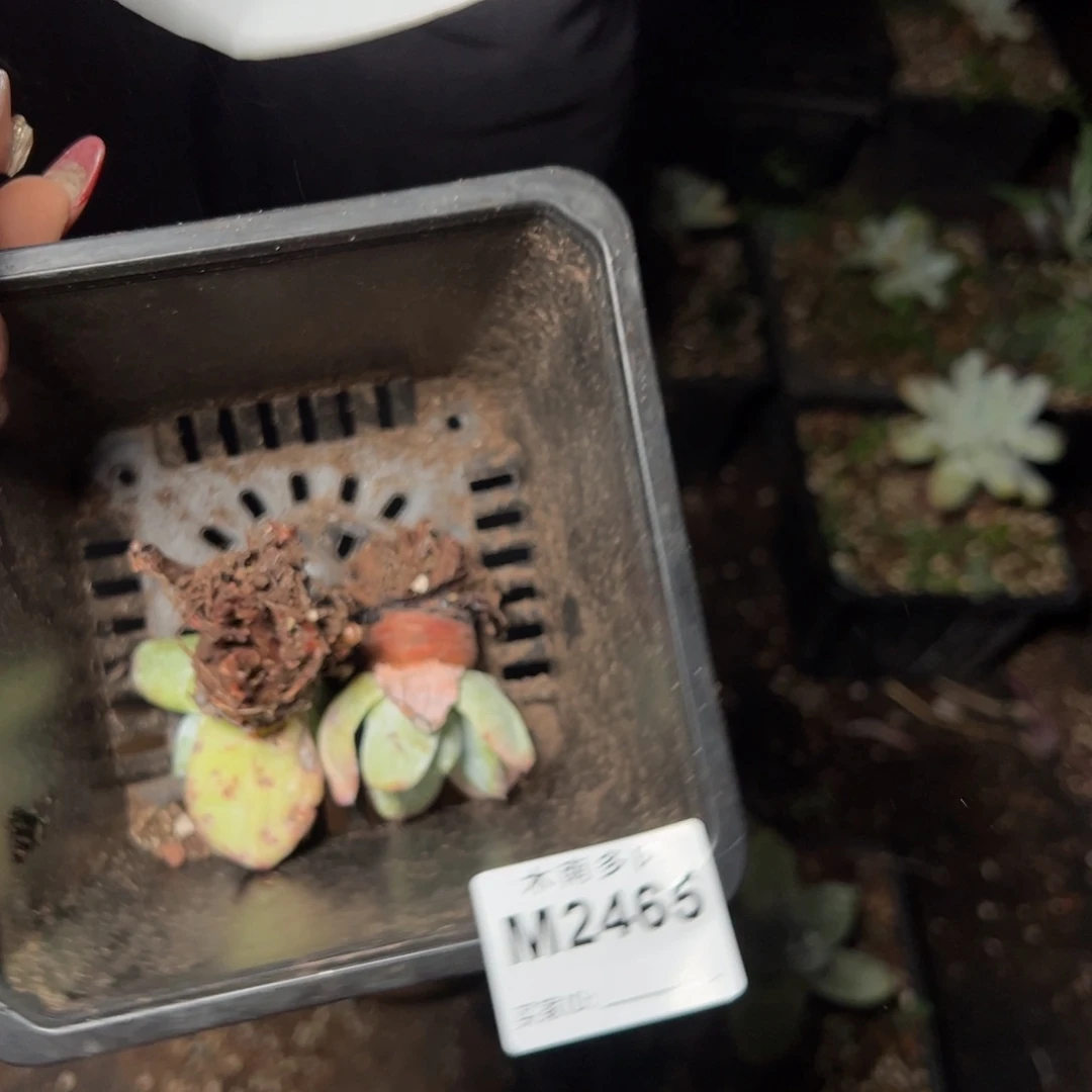 465哈哈哈哈哈哈哈哈