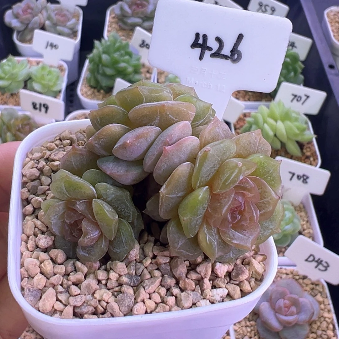 426号彩恋 晗雨多肉