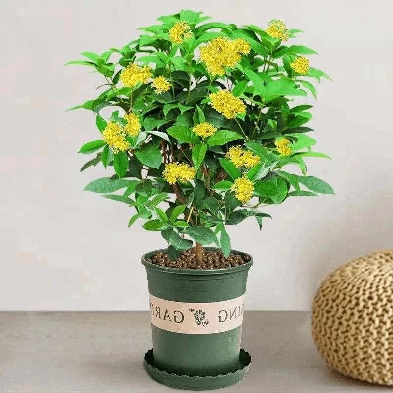 四季桂花树苗盆栽植物四季开花室内阳台庭院好养活浓香型花卉