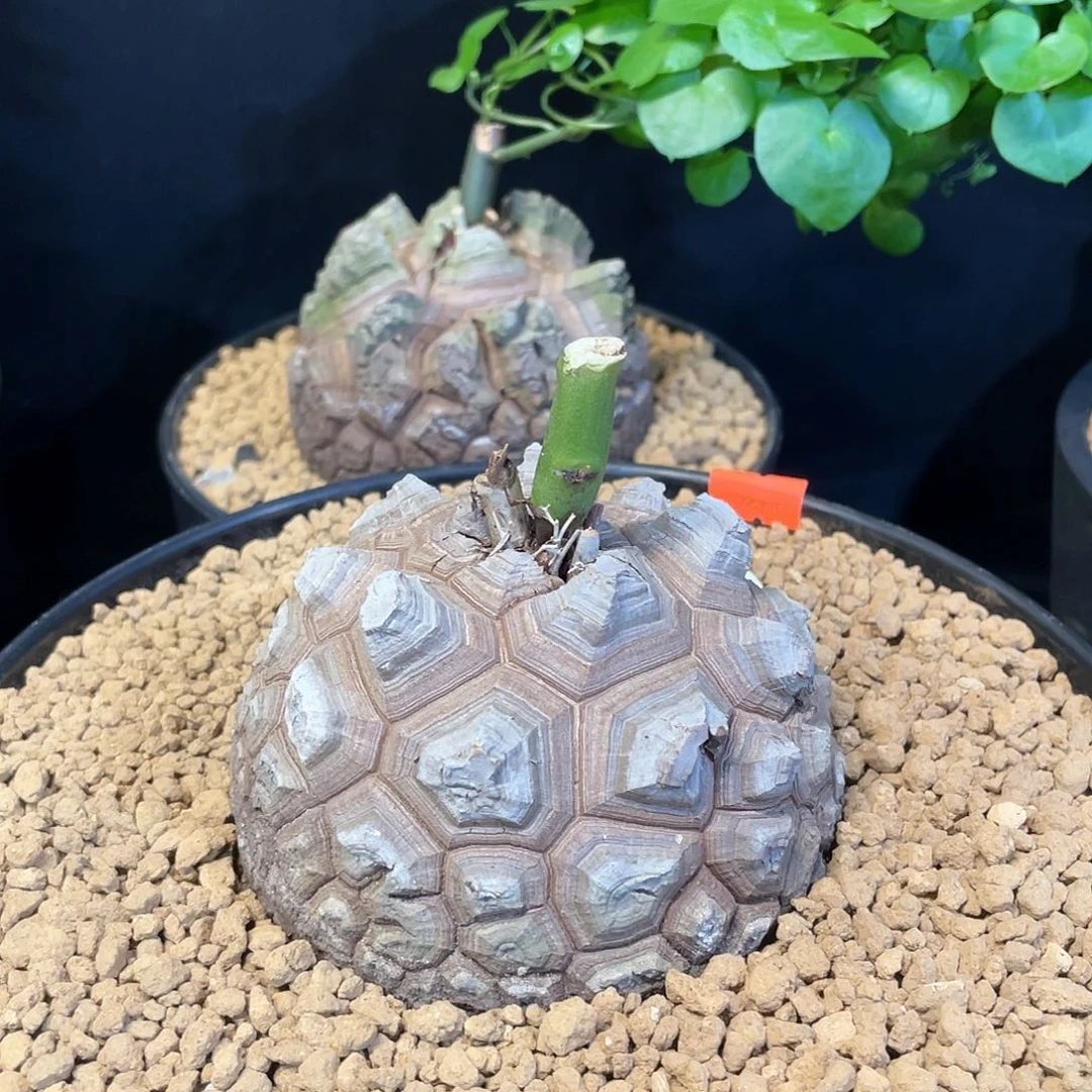 979龟甲龙10.3公分