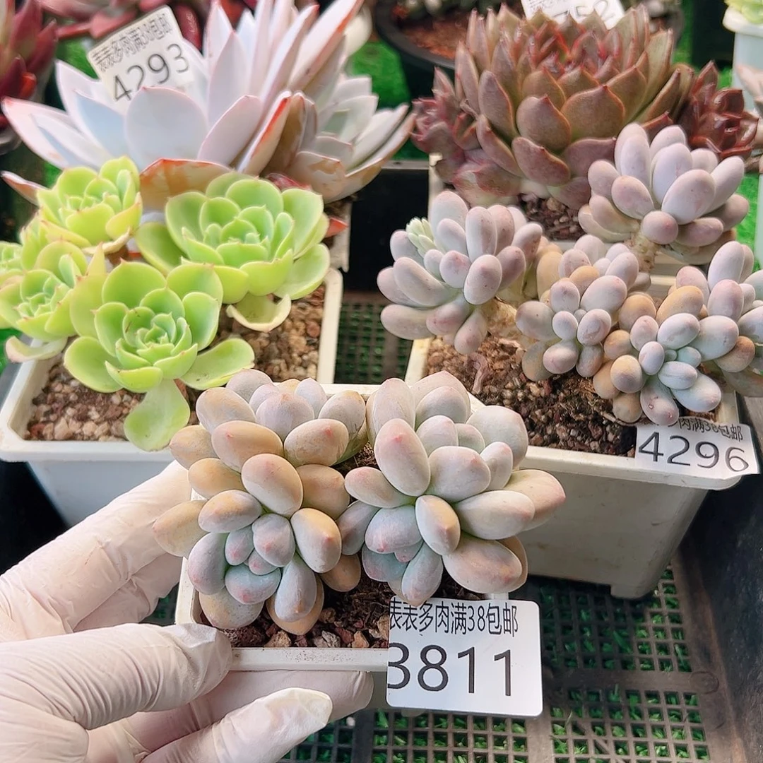 无花朵多肉一物一拍植物3811