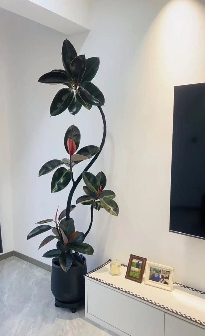 黑金刚造型橡皮树室内落地网红绿植高级感客厅盆栽四季好养植物