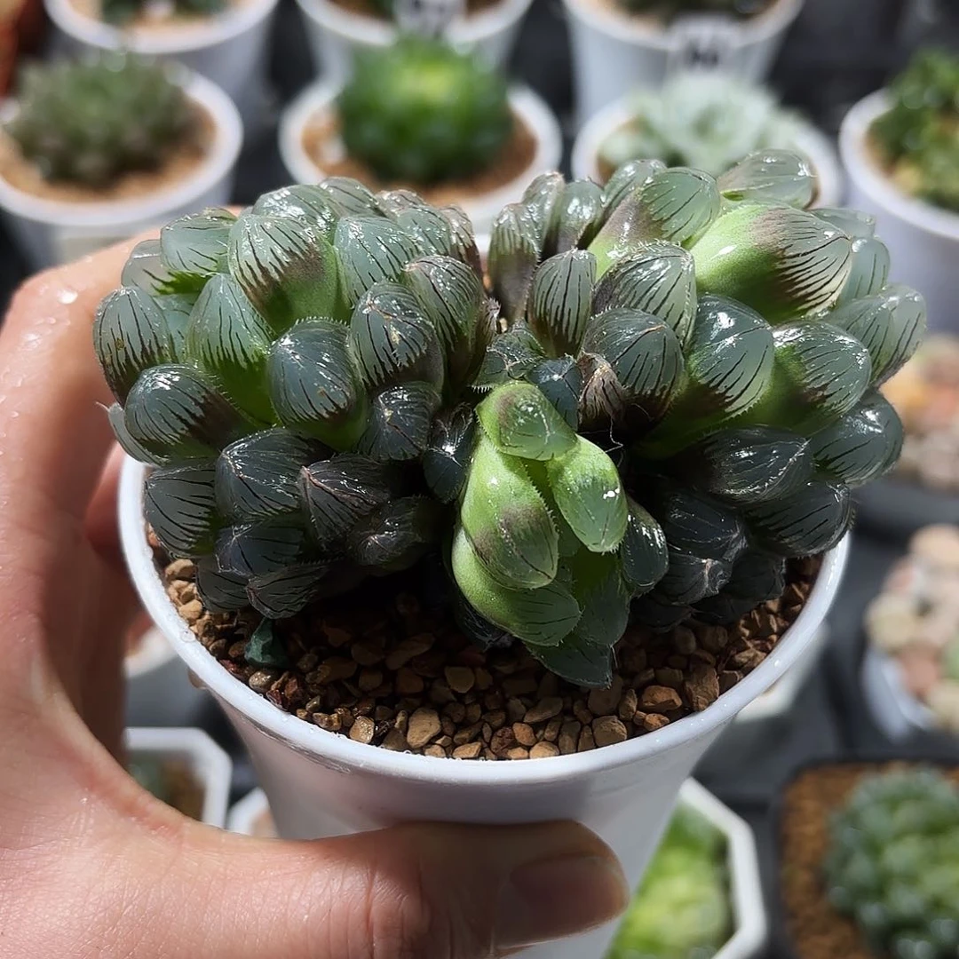 蓝镜玉露群多肉植物