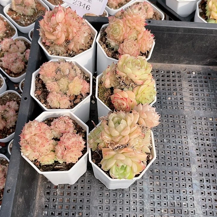 薇薇安园艺多肉2346