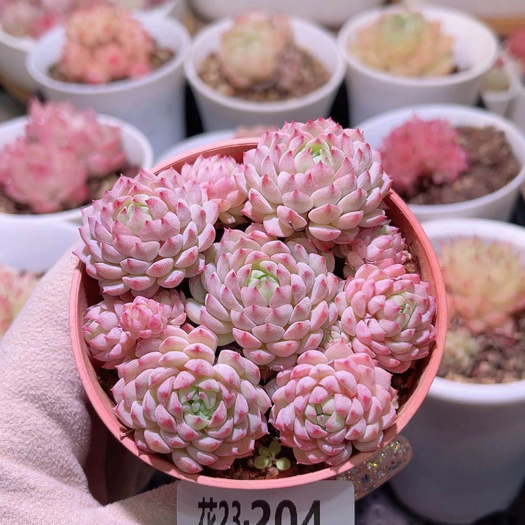 花利美23-204小粉莓