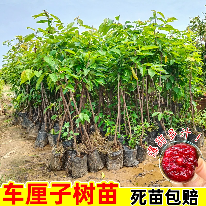 正宗车厘子树苗大樱桃树苗果树果苗盆栽庭院南方北方种植带土带叶
