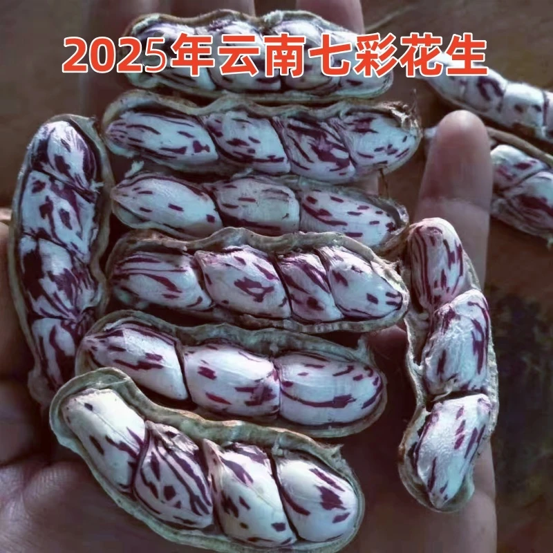 2025新云南七彩花生晒干带壳生彩色花生七彩野地花生米种子批发