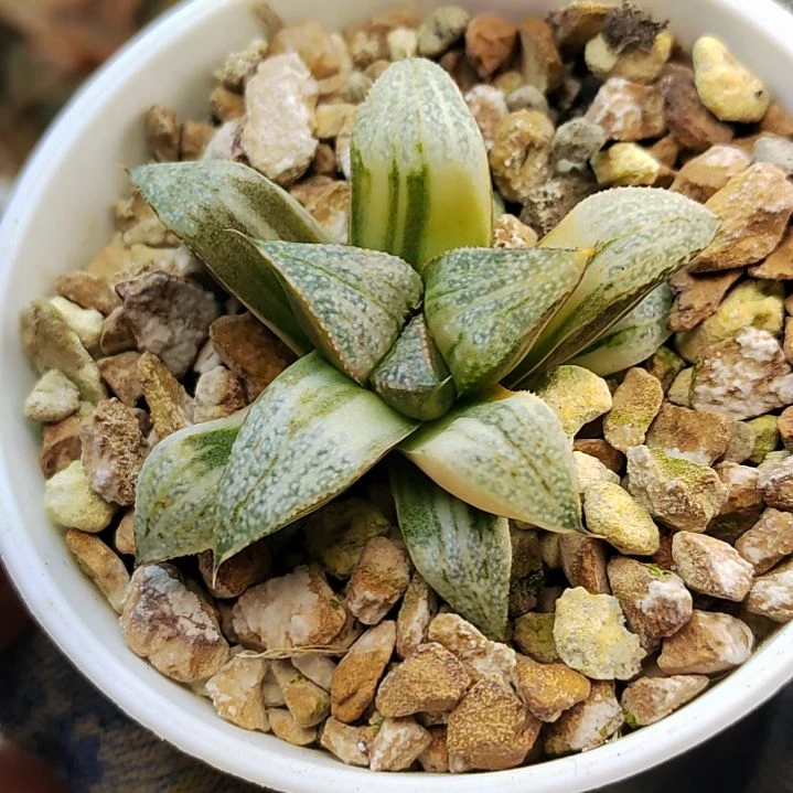 36青蟹锦 4.7厘米左右一物一拍带盆