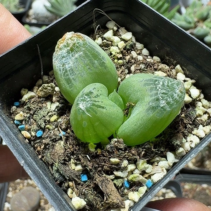 576玉翡翠带盆发货