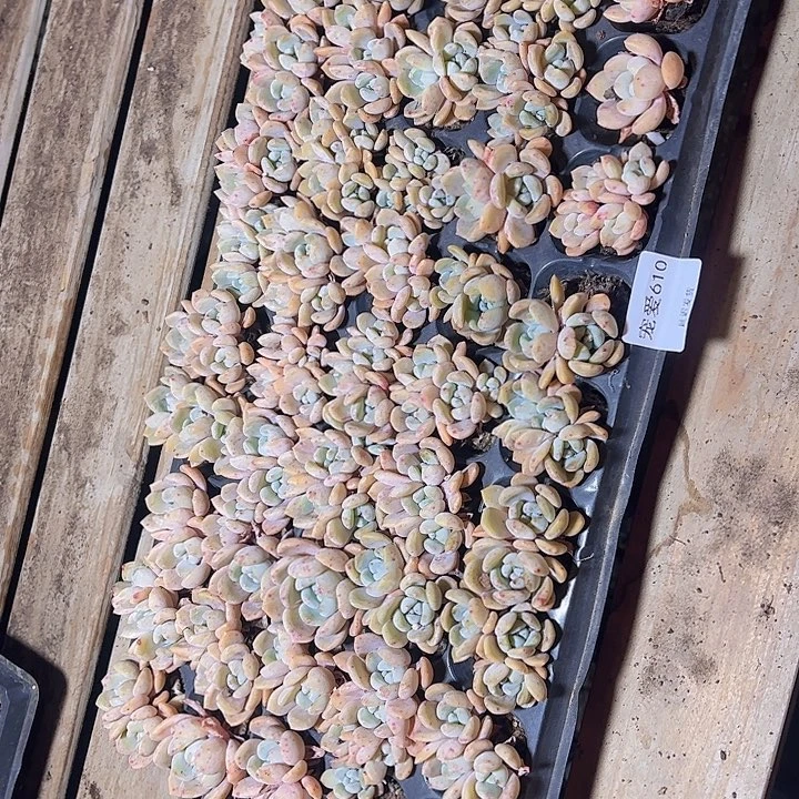 直播福利一物一拍610