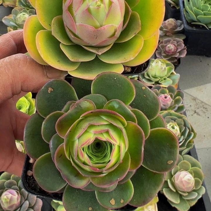 苏*苏精品帕系山地玫瑰