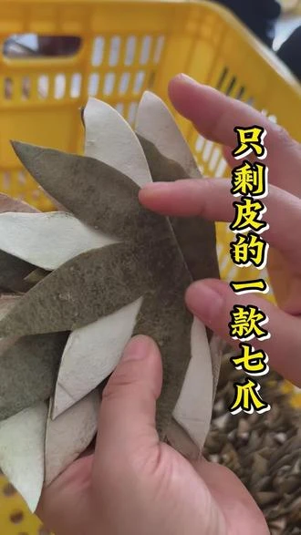 源头产地化州橘红七爪皮多绒毛经典醇香化橘红