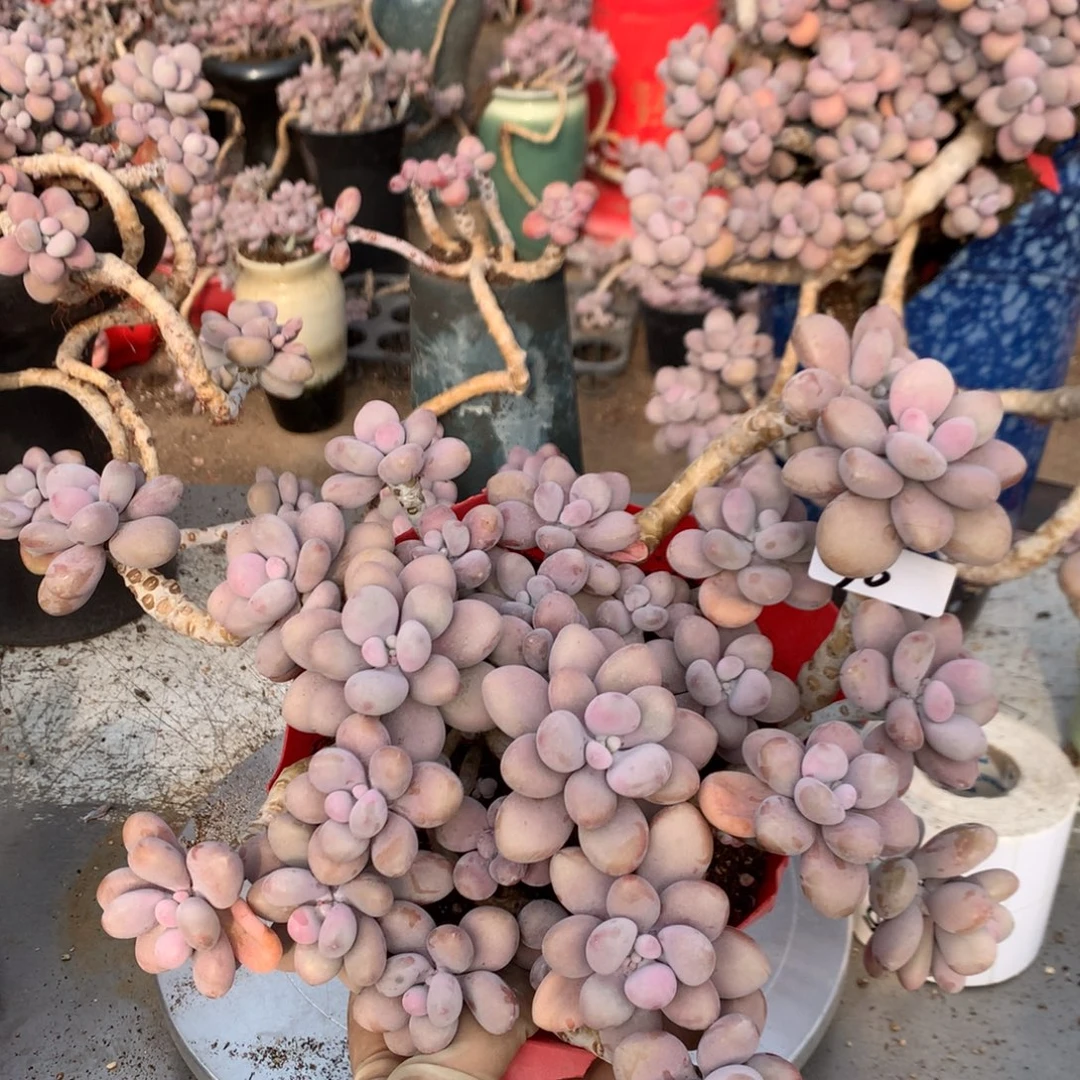 桃蛋老桩不带盆36号