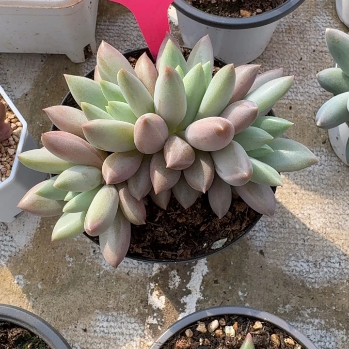 112米其林新号福利价