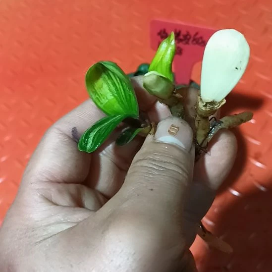 君子兰小苗君子兰小苗君