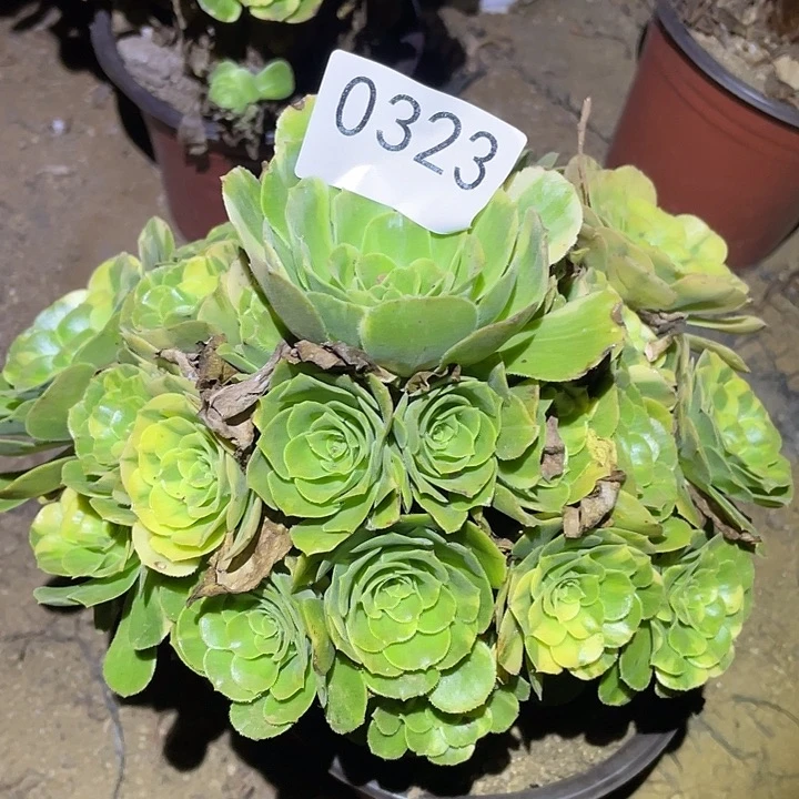 多肉植物法师323五彩琉璃