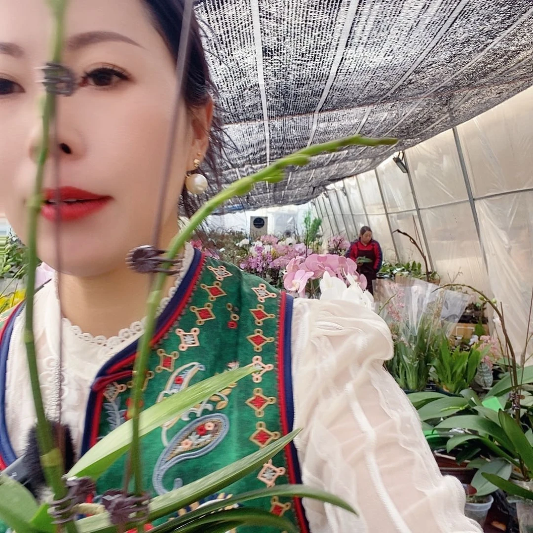 无花朵白天鹅蝴蝶兰