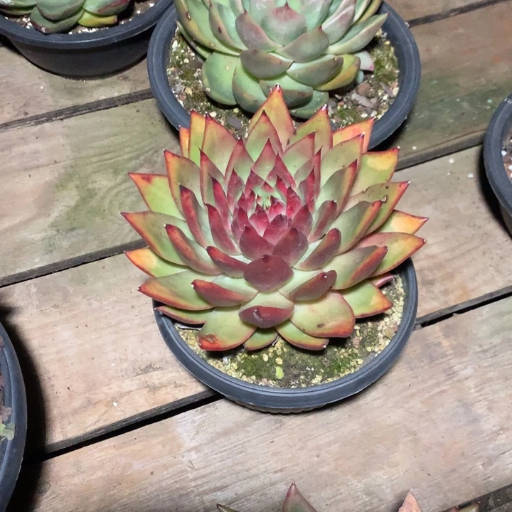 美肉特价活动开始啦