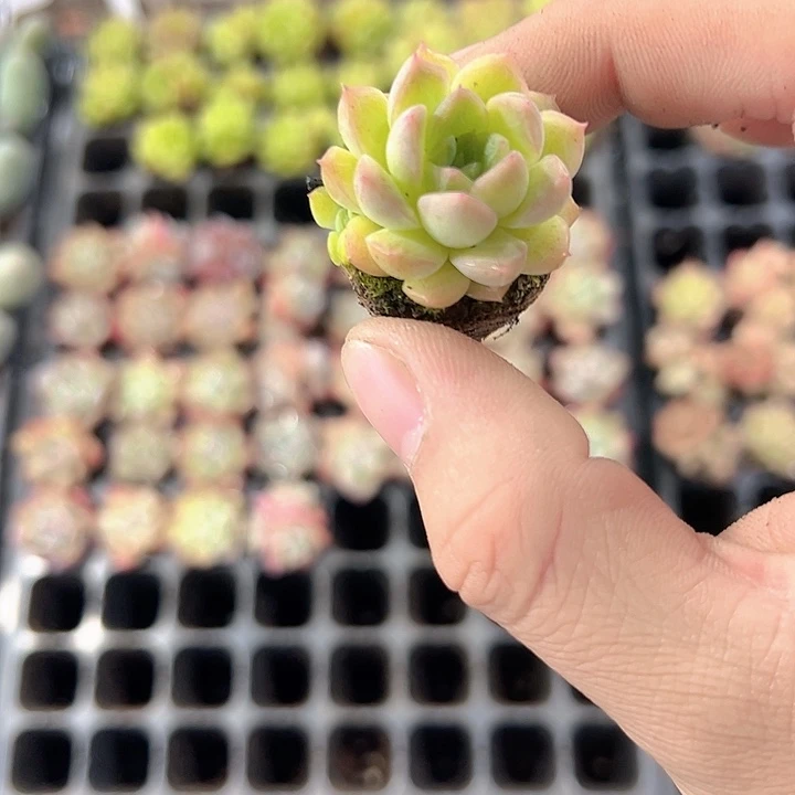 韩版麦秆 满10颗包邮