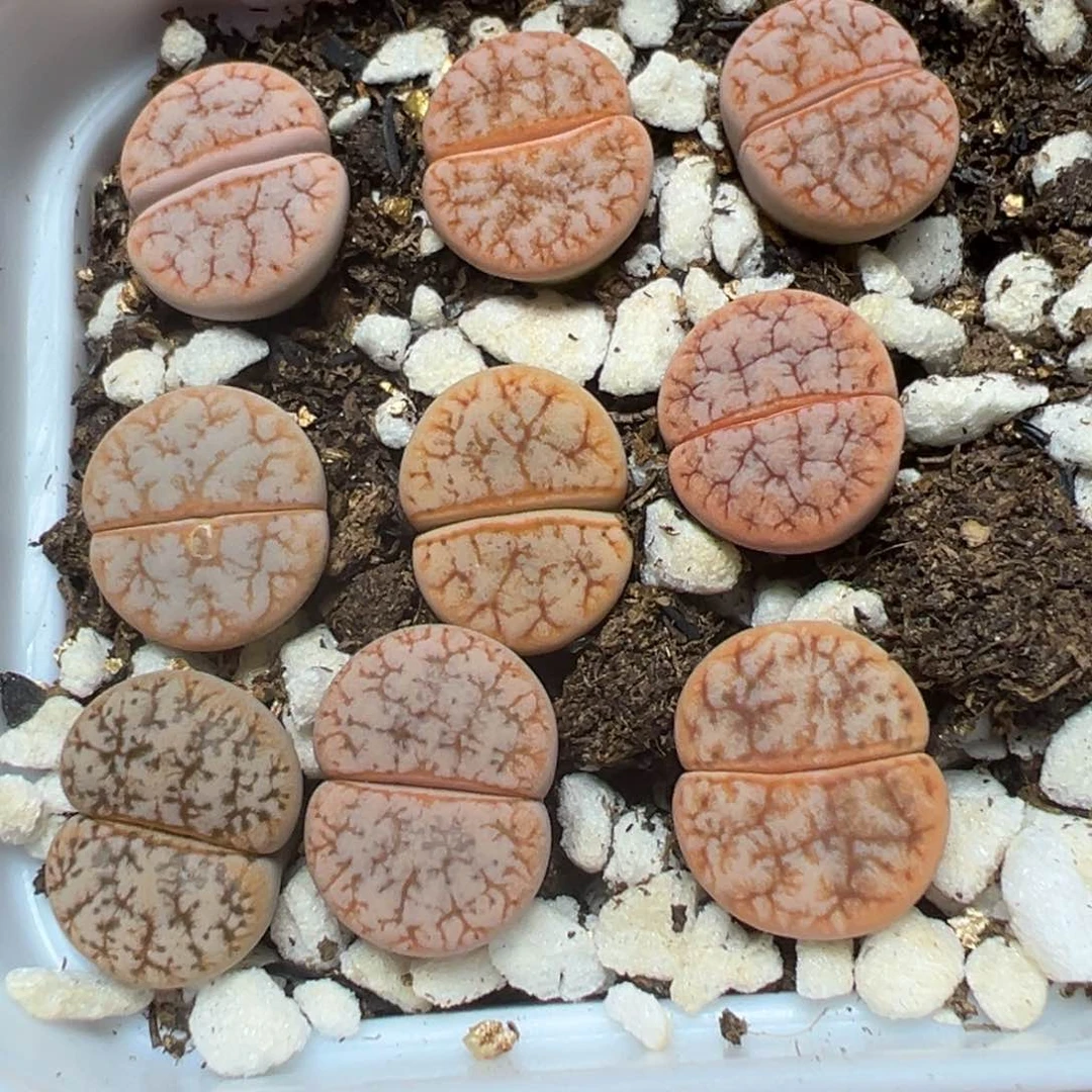 【闪购商品】 045。