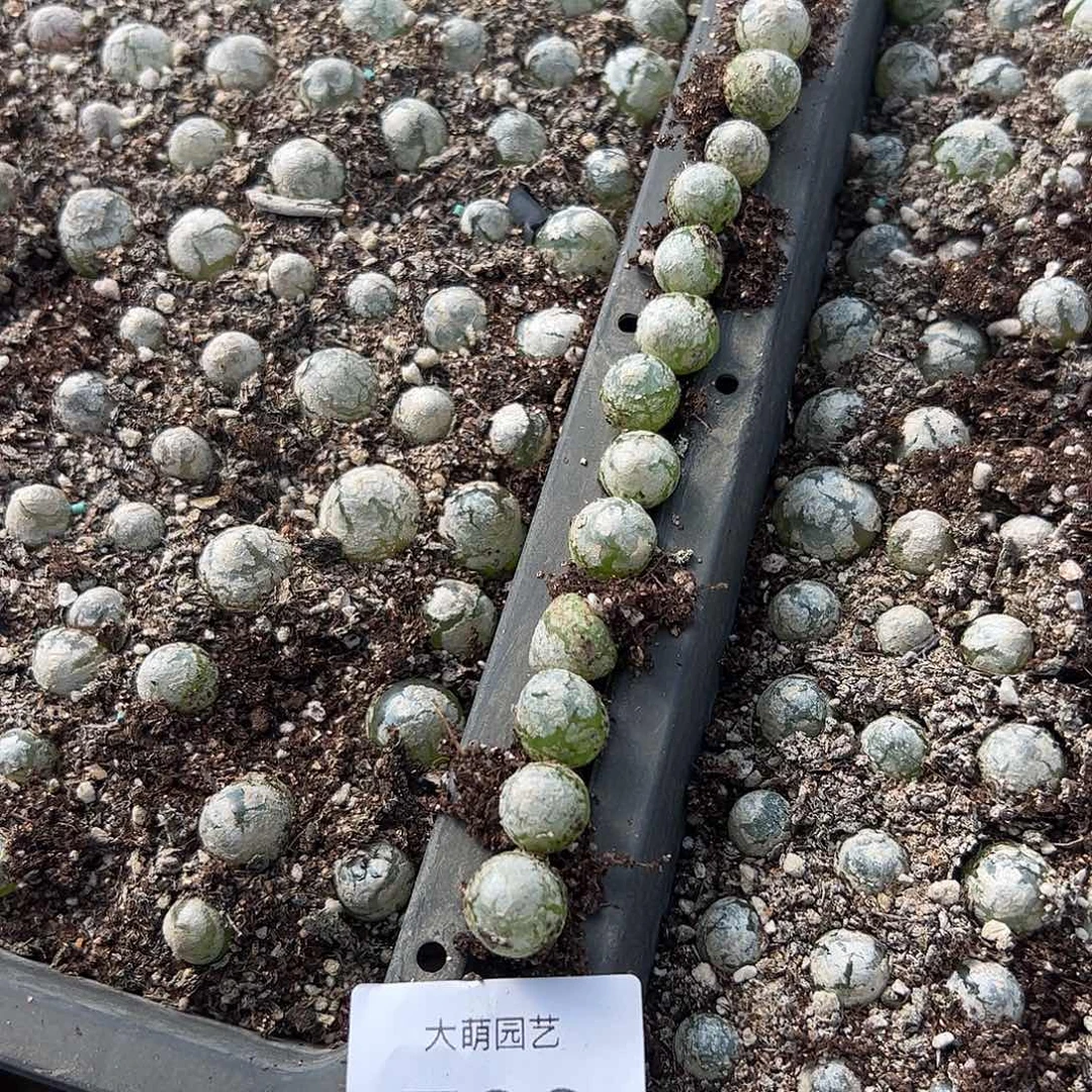 0000783量拍灯泡13颗尺寸不低于1.0
