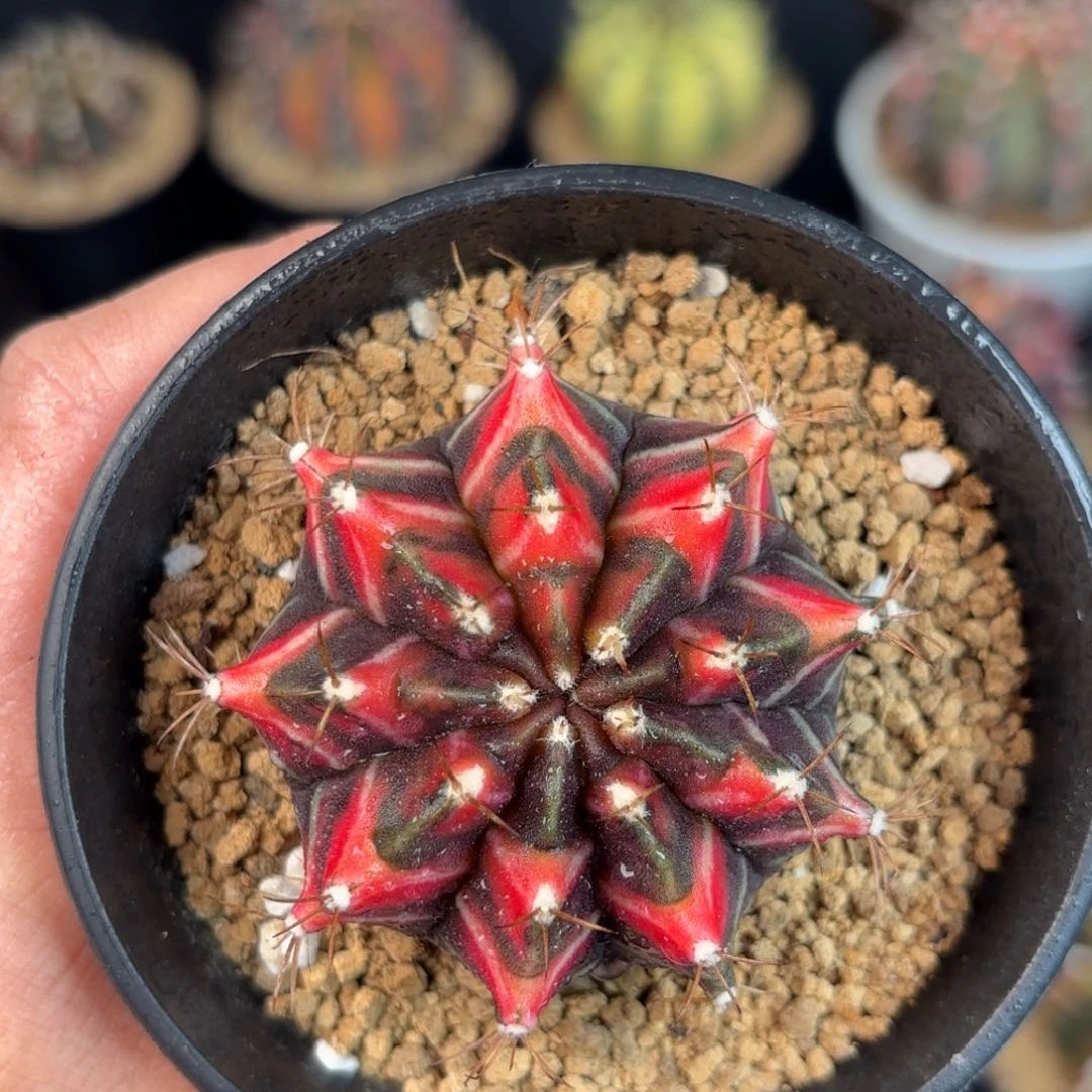 泰系米哈实生仙人球317