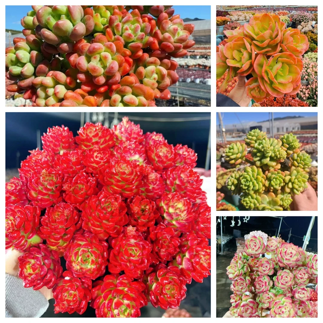 X爱马斯玫瑰组合 新手好养带盆栽好美观多肉植物秋季