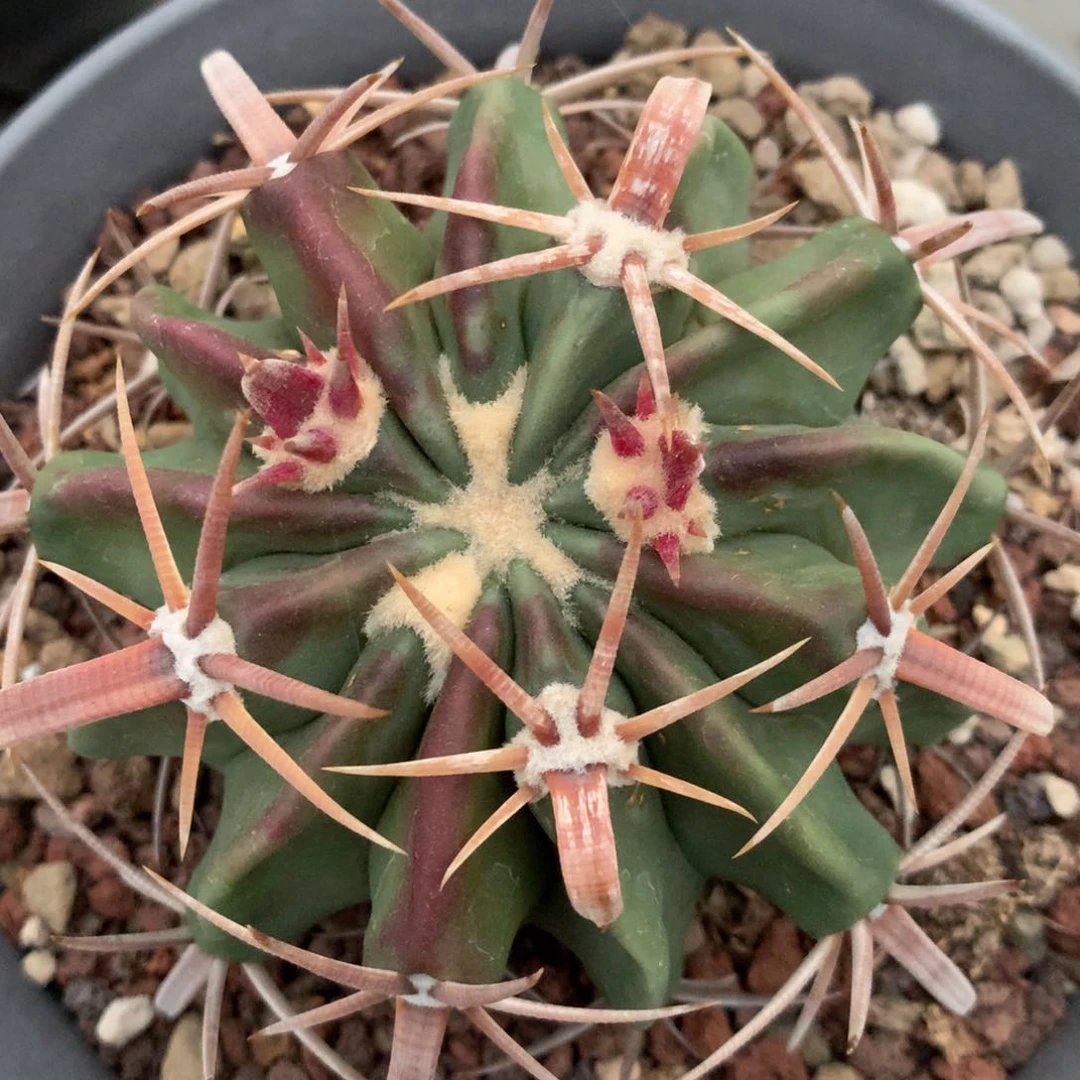 仙人球仙人球仙人球仙人球