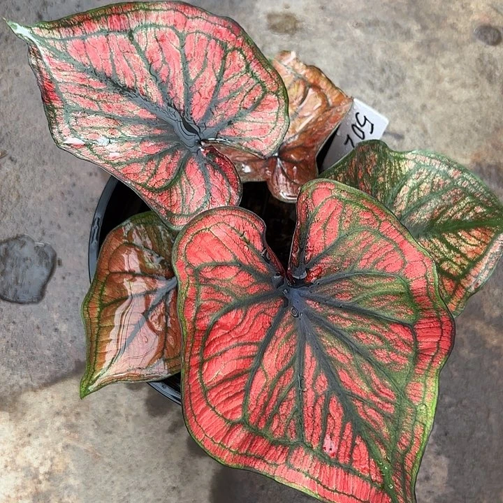 快***?502-0524蜘蛛侠广东现货