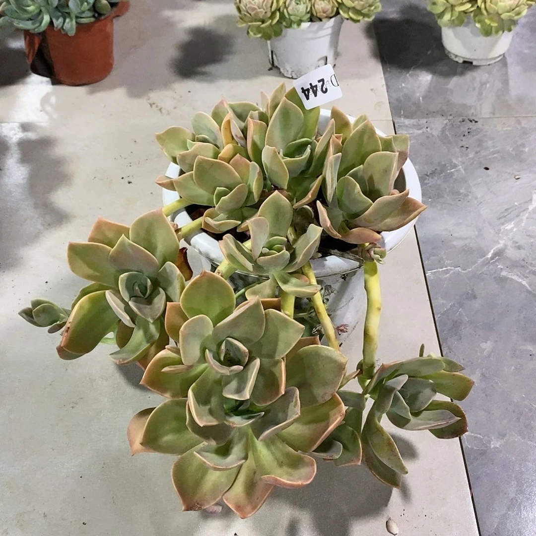 梅*244鹤士多肉植物