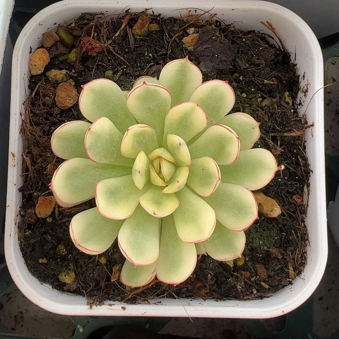 梦幻玫瑰白锦 婕宝一物一拍