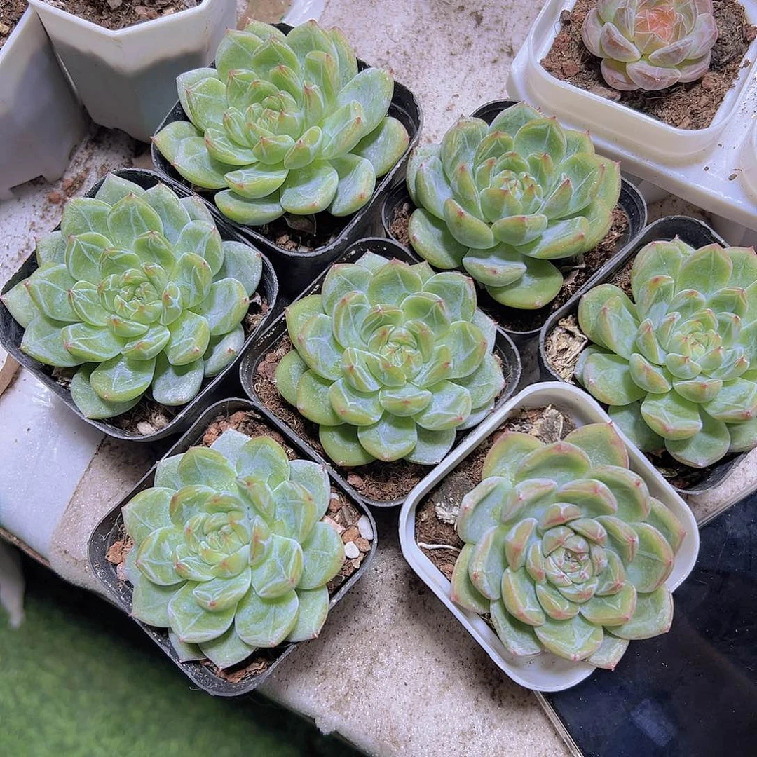 雪花珍妮19包邮多肉植物